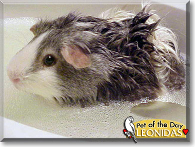 Leonidas, the Pet of the Day Leonidas, the Pet of the Day