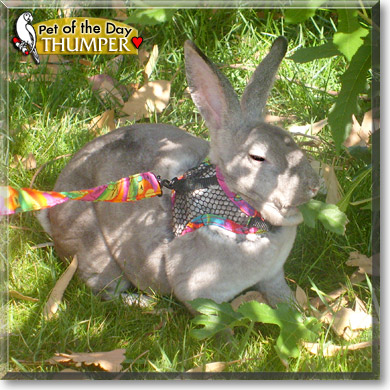 Thumper, the Pet of the Day Thumper, the Pet of the Day