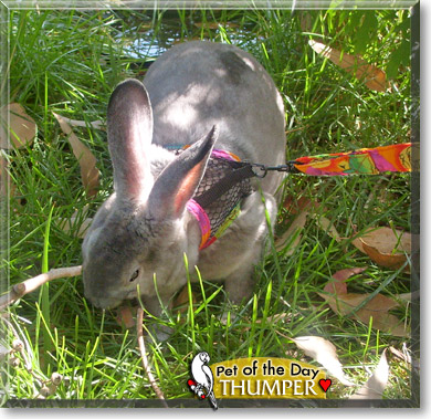 Thumper, the Pet of the Day