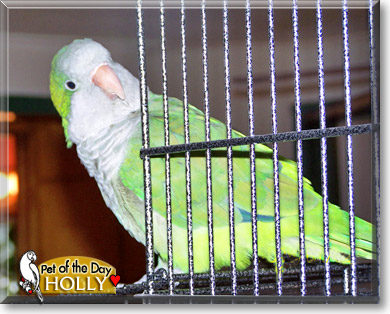 Holly, the Pet of the Day Holly, the Pet of the Day