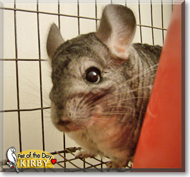 Kirby, the Pet of the Day