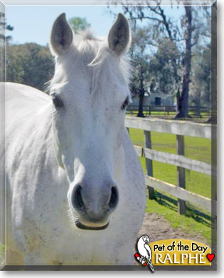 Ralphe, the Pet of the Day