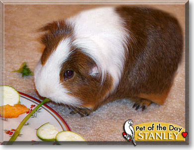 Stanley, the Pet of the Day Stanley, the Pet of the Day