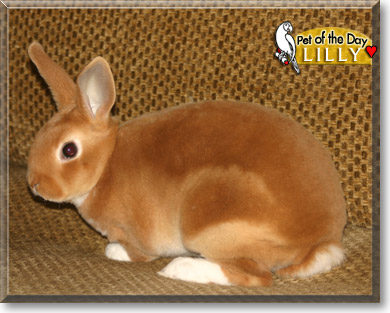 Lilly, the Pet of the Day Lilly, the Pet of the Day