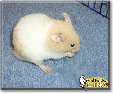 Chino, the Pet of the Day Chino, the Pet of the Day