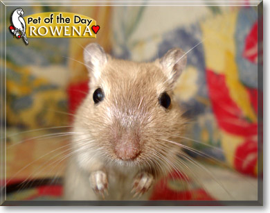 Rowena, the Pet of the Day Rowena, the Pet of the Day