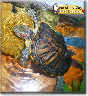 Pickles, the Pet of the Day Pickles, the Pet of the Day