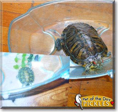 Pickles, the Pet of the Day
