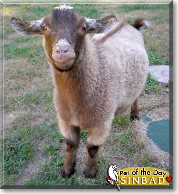 Sinbad, the Pet of the Day Sinbad, the Pet of the Day