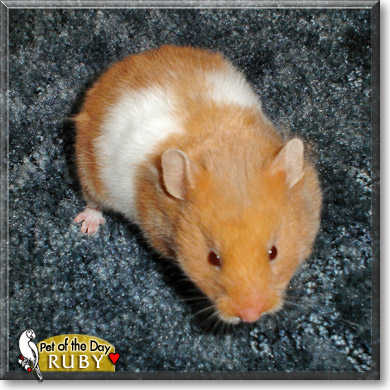 Ruby, the Pet of the Day