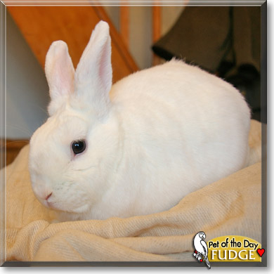 Fudge, the Pet of the Day Fudge, the Pet of the Day