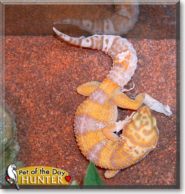 Hunter, the Pet of the Day Hunter, the Pet of the Day
