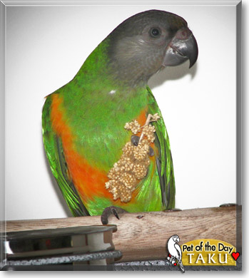 Taku, the Pet of the Day Taku, the Pet of the Day