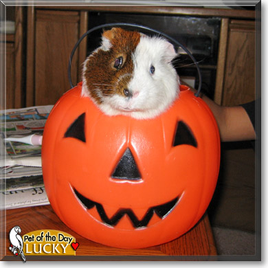 Lucky, the Pet of the Day Lucky, the Pet of the Day