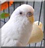 Star the Budgie