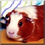 Smooch the Guinea Pig