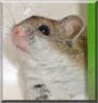 Munchkin the Dwarf Hamster