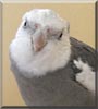Sparticus the Cockatiel