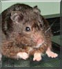 Blackie the Black European Hamster