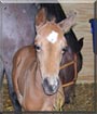 Apollo the Quarter Horse