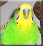 Bentley the Australian Budgie