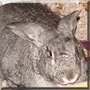 Nibbles the Dwarf Rabbit