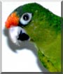 Peach the Peach Conure