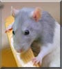 Waffle the Fancy hooded rat