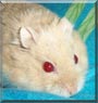 Peanut the Dwarf Hamster