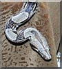 Samantha the Red tailed Boa
