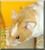 Snowy the Syrian Hamster