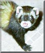 Katiebug the Ferret