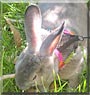Thumper the Dwarf Rabbit