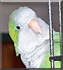 Holly the Quaker parrot