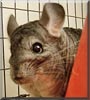 Kirby the Chinchilla