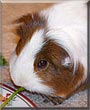 Stanley the Guinea Pig