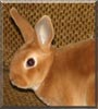 Lilly the Mini Rex Rabbit