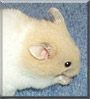 Chino the Syrian Hamster