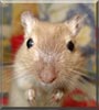 Rowena the Gerbil