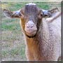 Sinbad the Pygora Goat