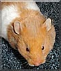 Ruby the Teddy Bear Hamster