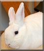 Fudge the Rabbit