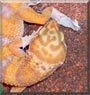 Hunter the Leopard Gecko
