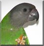 Taku the Senegal Parrot