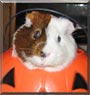Lucky the Guinea Pig