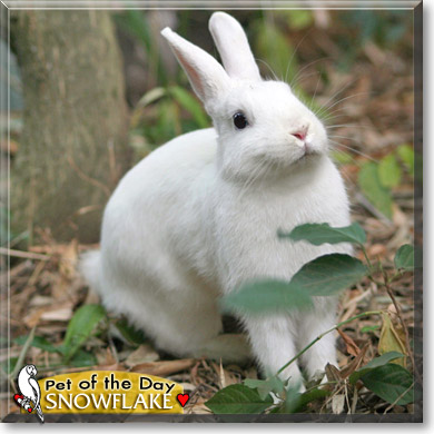 Snowflake, the Pet of the Day Snowflake, the Pet of the Day