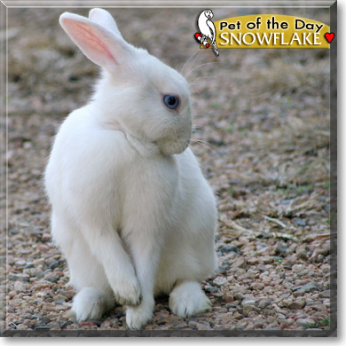 Snowflake, the Pet of the Day