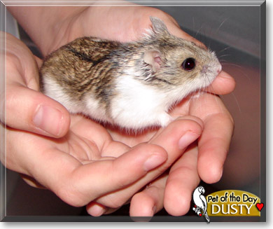 Dusty, the Pet of the Day Dusty, the Pet of the Day