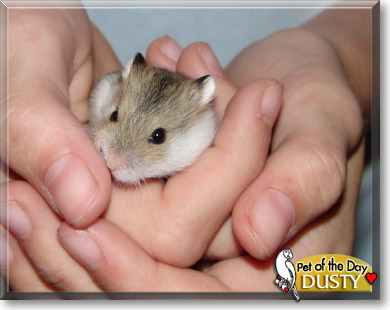 Dusty, the Pet of the Day