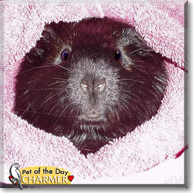 Charmer, the Pet of the Day Charmer, the Pet of the Day